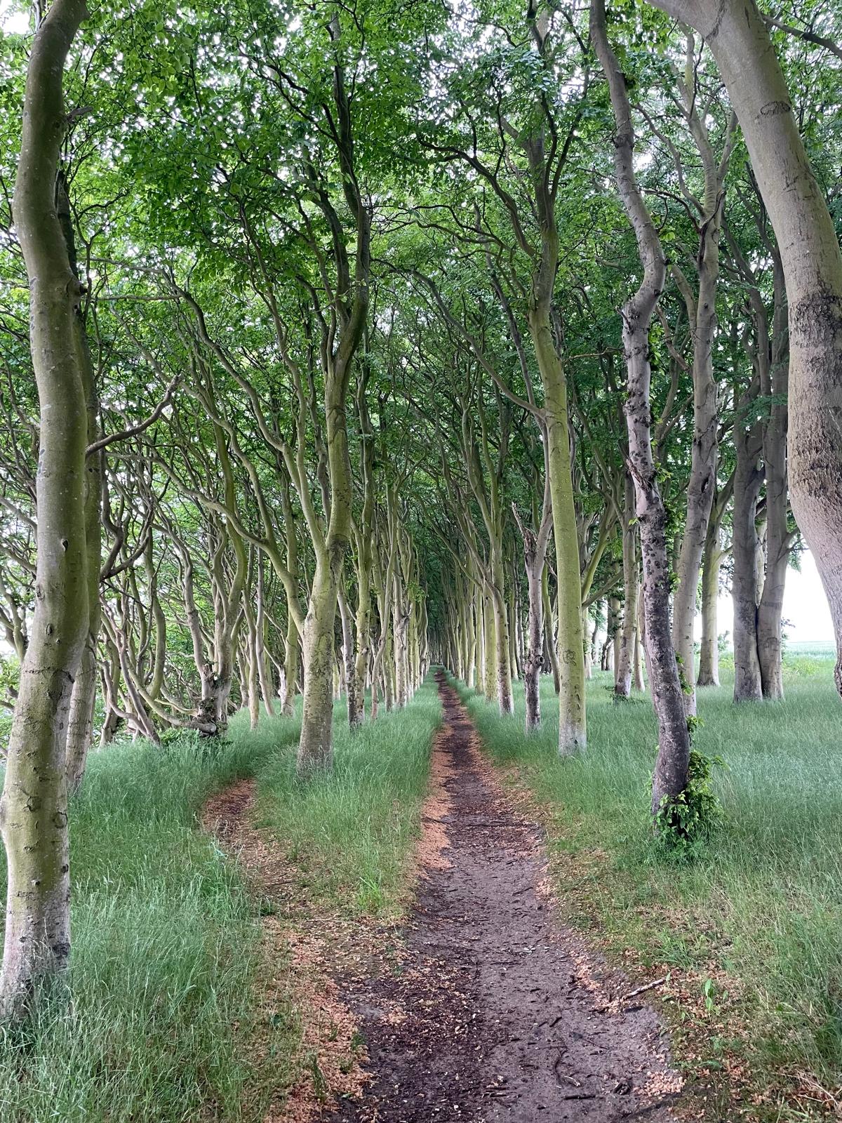 Dünen am Nordstrand Rügen